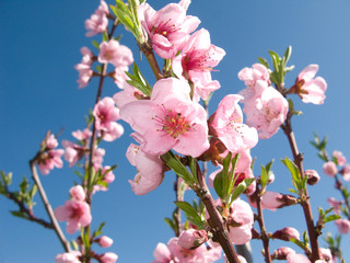 Prunus persica