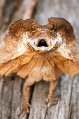 Frilled-neck Lizard