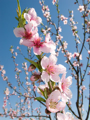 Prunus persica