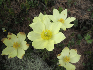 Obraz premium Pulsatilla alpina