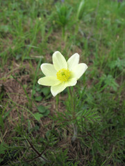 Pulsatilla alpina