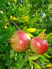 Punica granatum