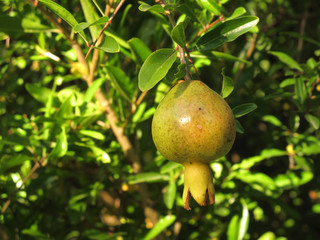 Punica granatum