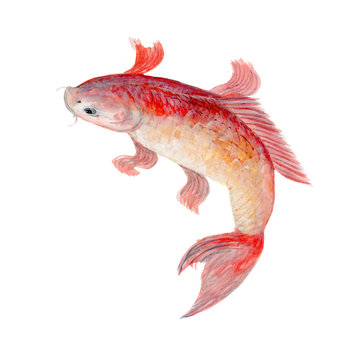 Koi Carp  fish  Watercolor painting. Watercolor hand painted cute animal illustrations.koi carp seamless pattern. watercolor fish illustration.