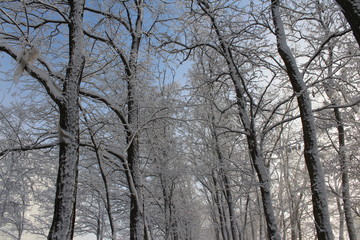 Fototapeta premium trees in winter