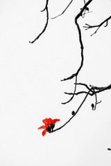 Kapok and its black branches are isolated in a white background, just like Chinese style ink painting