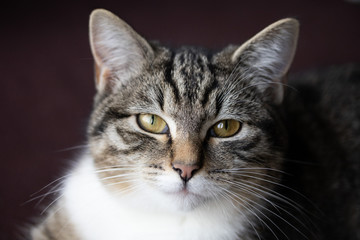 portrait of a tabby cat