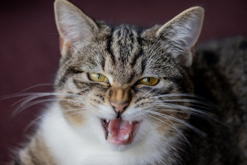 portrait of a tabby cat