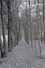 forest in winter