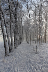 forest in winter