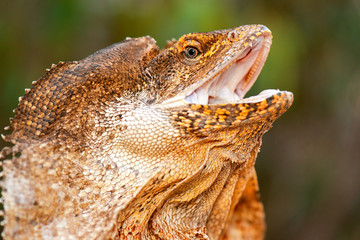 Frilled-neck Lizard