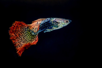 Fototapeta premium Beautiful guppy is isolated on black background.