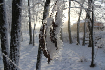 trees in winter