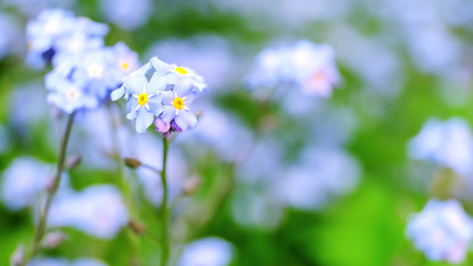 Vintage flower buttercup, great design for any purposes. Abstract blue watercolor background. Pink background. Nature love. Daisy pattern.