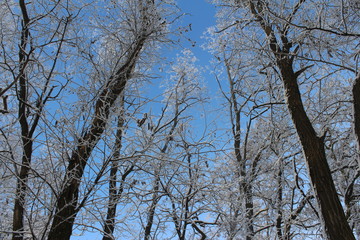 tree in the sky