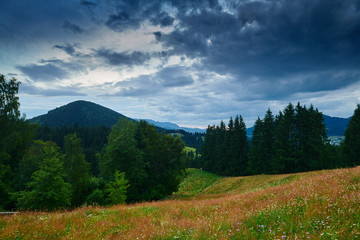 Sunset in carpathian mountains - beautiful summer landscape, spruces on hills, cloudy sky and wildflowers.