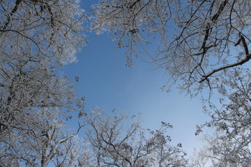trees in winter