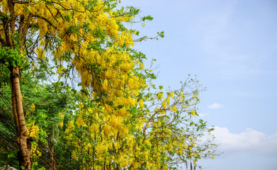Crop view of yellow flowers on light blue sky background.
