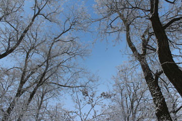 trees and sky
