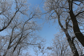 tree in the sky