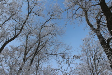 tree in the sky