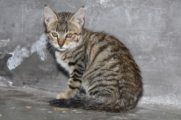 The little kitten of the cat looking at his tail