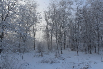 forest in winter