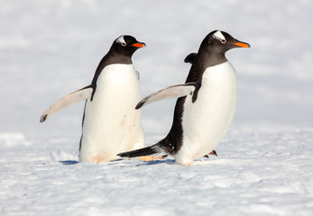Naklejka na ściany i meble gentoo penguins in Antarctica