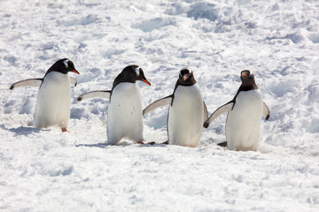Obraz premium gentoo penguins in Antarctica 