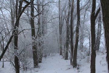 forest in winter
