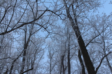 trees in winter