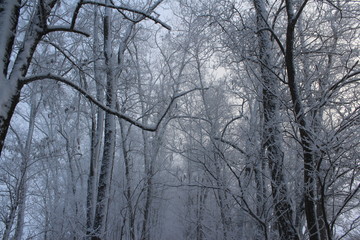 trees in winter