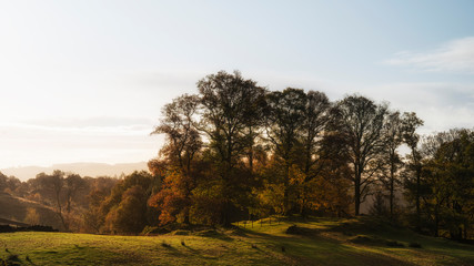 Fototapeta na wymiar Beautiful vibrant Autumn Fall landscape of woodland in early morning light over English countryside