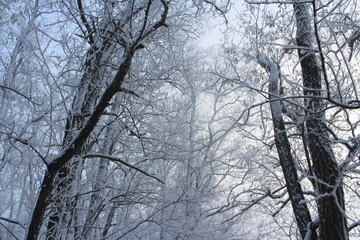 trees in winter
