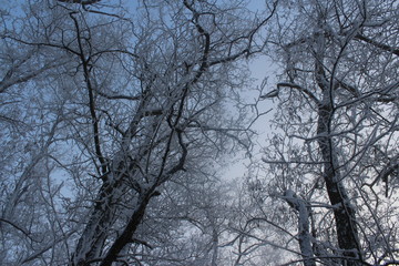 tree in winter