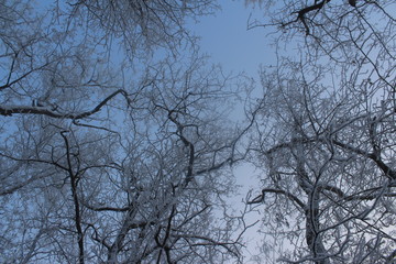 trees in winter