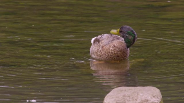 Medium low angle still shot of male mallard duck( anas platyrhynchos) grooming itself inside water, Derbyshire, UK