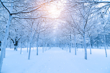 Fototapeta premium Snowy winter alley in a winter park in the evening snowfall