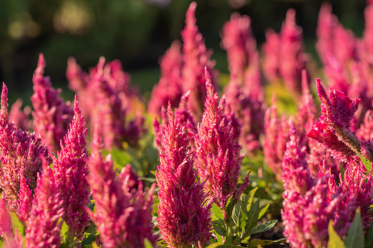 The colorful Celosia argentea flower or  plumed cockscomb flower in a garden.Beautiful selective focus Silver cock's comb flower.