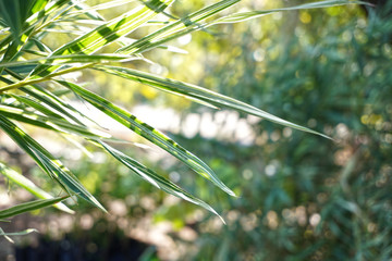 Bamboo leaves, natural atmosphere, soft sunlight shines on the green leaves.