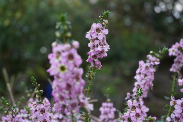 small purple flowers in the garden.