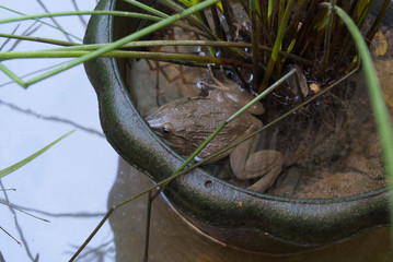 Frog in flower pot and stay in the water.