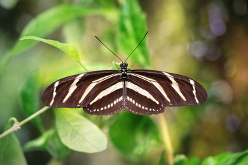 Zebra Longwing Butterfly on a green leaf from its natural environment (Heliconius charithonia). Close-up