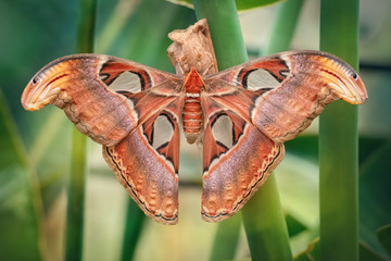 Atlas moth butterfly sleeping by day (Attacus atlas). Close-up