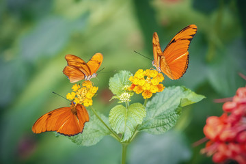 Three butterfly Julia in yellow flowers (Dryas iulia). Close-up