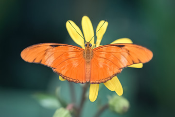 Julia butterfly in yellow flower (Dryas iulia). Close-up