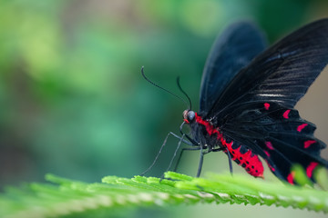 Scarlet mormon butterfly resting on a leaf (Papilio rumanzovia). Close-up