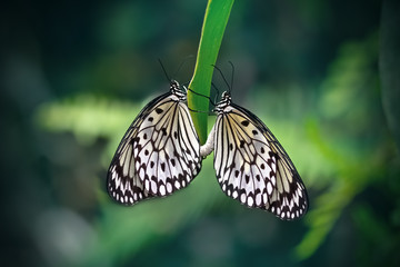 Naklejka na ściany i meble Pair of Large tree nymph butterfly in a leaf (Leuconoe's Idea). Close-up