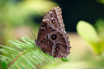 Blue morpho butterfly with closed wings posing on a plant (Morpho peleides). Close-up