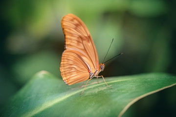 Julia butterfly in a leaf (Dryas iulia). Close-up
